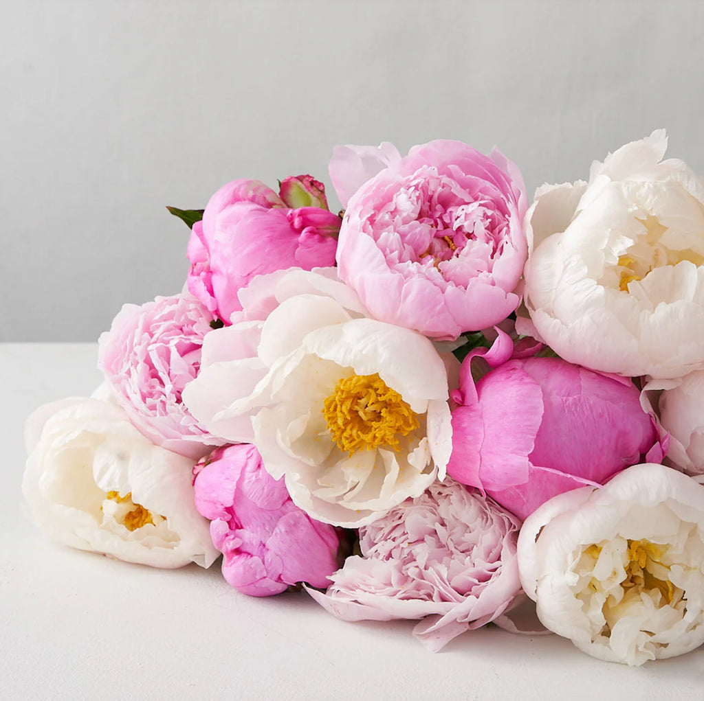 Peony Bundle-OP122025
