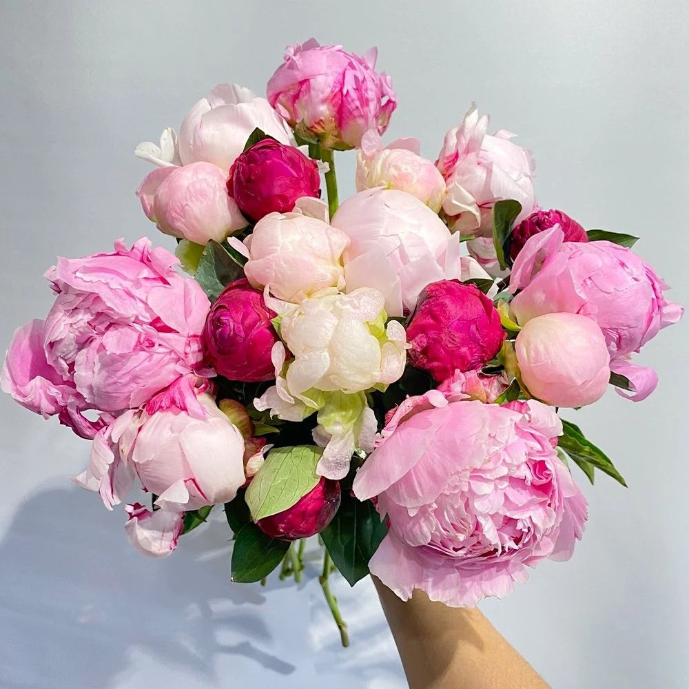 Peony Bundle-OP122025